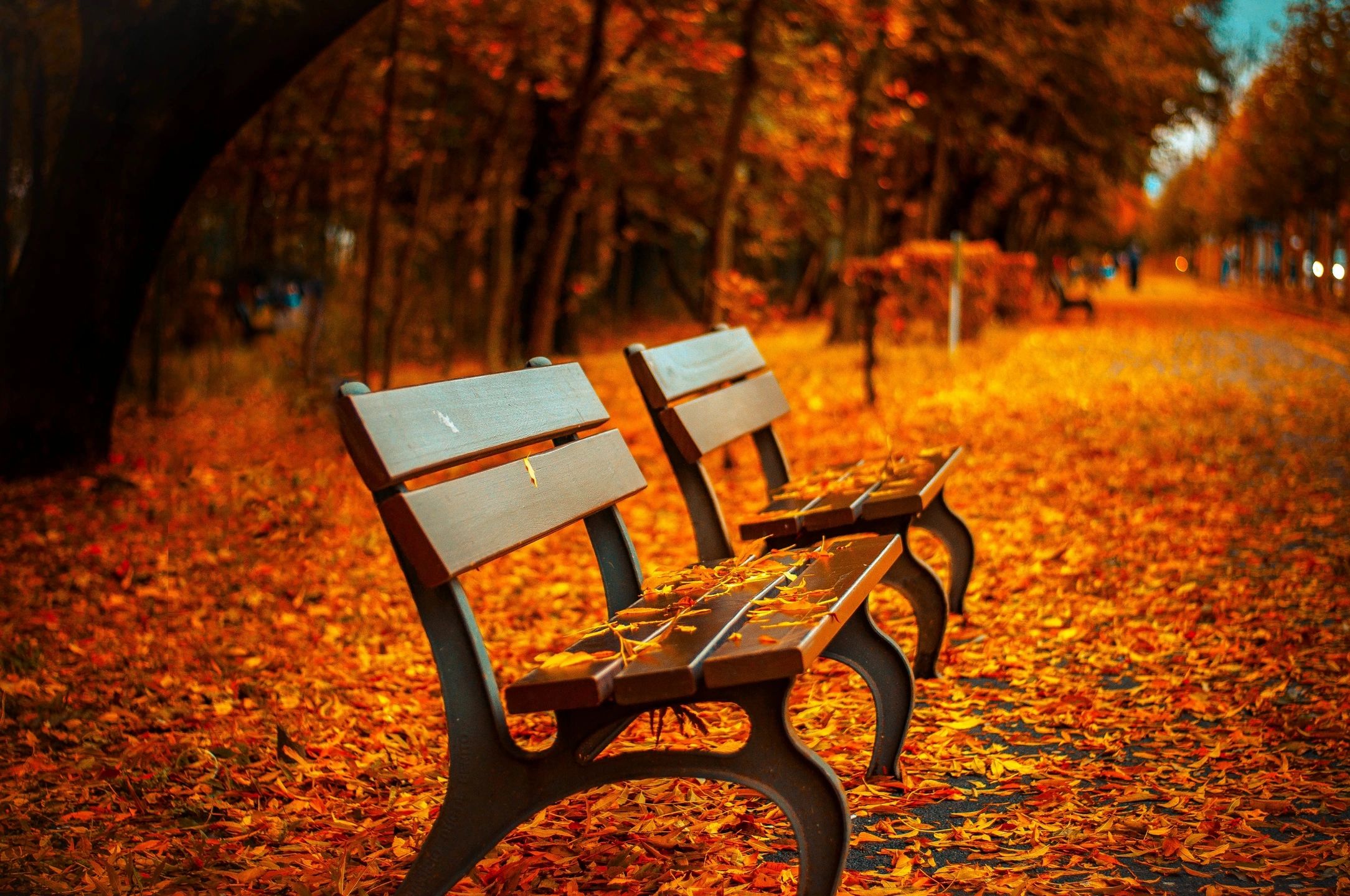 Cozy Fall Vibes, fall weather, leaves, orange, benches